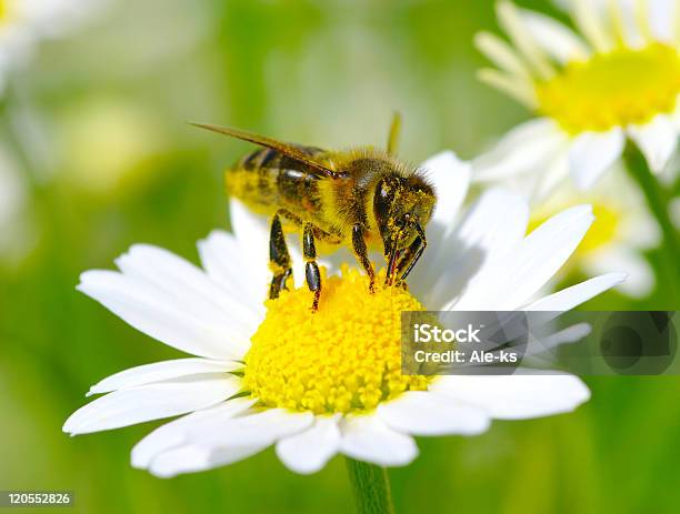 Foto de Abelha e mais fotos de stock de Abelha - Abelha, Amarelo, Animal