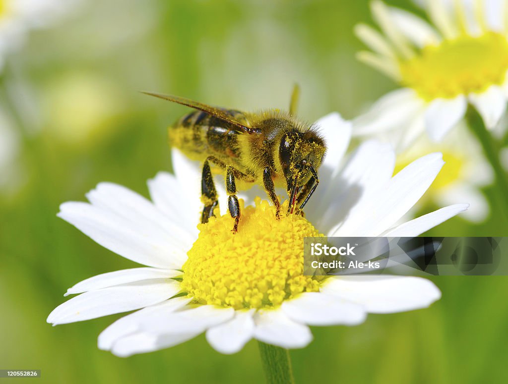 Пчела - Стоковые фото Без людей роялти-фри