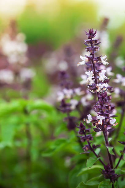 organic holy basil with flowers in a greenhouse. - 4721 imagens e fotografias de stock