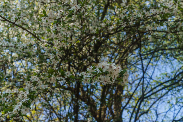 青い空に白い花をまいた桜の枝。 - arden ストックフォトと画像
