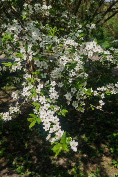 春の緑を背景に白い花をまかけた桜梅の枝。 - arden ストックフォトと画像