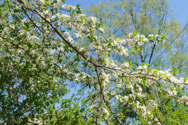 青い空に白い花をまいた桜の枝。 - arden ストックフォトと画像