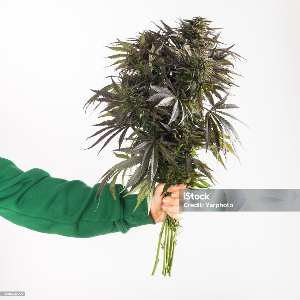 Конопля в руке фото марихуана на флаге