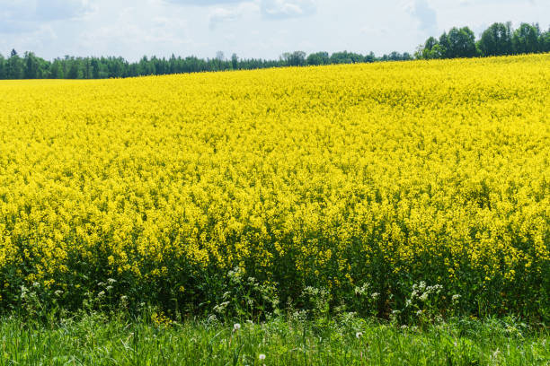 istock Fields of blooming rapeseed against a blue sky. 1205532231