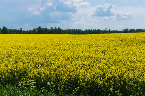 istock Fields of blooming rapeseed against a blue sky. 1205532862