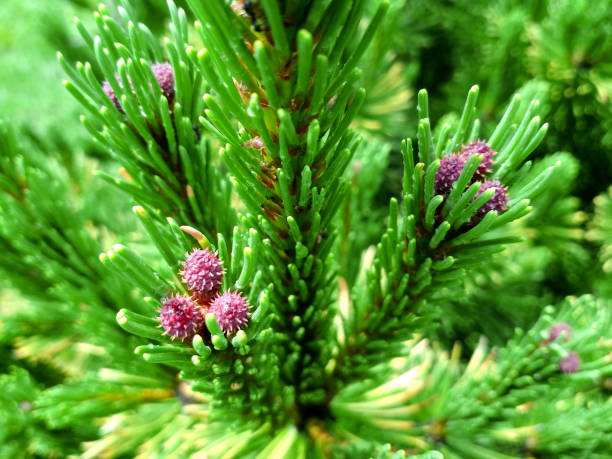 istock Young Pine buds in spring. Pinus mugo, dwarf mountain pine, mugo pine. 1205532959