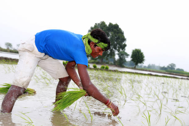 istock Rice paddy plantation in the field 1205533120