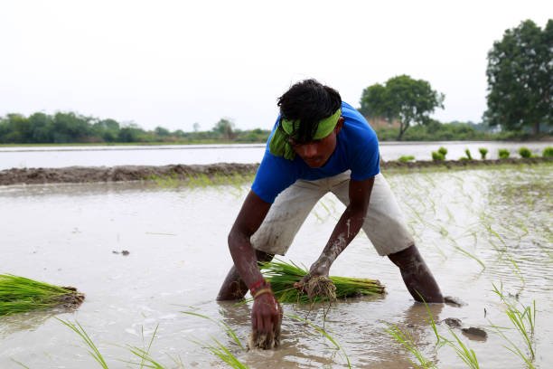 istock Rice paddy plantation in the field 1205533129
