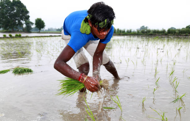 istock Rice paddy plantation in the field 1205533133