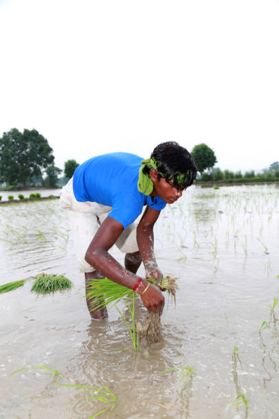 istock Rice paddy plantation in the field 1205533135