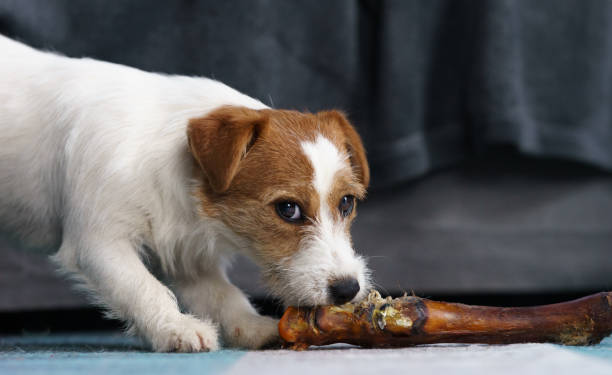 The puppy eats a bone. Dog Jack Russell Terrier.