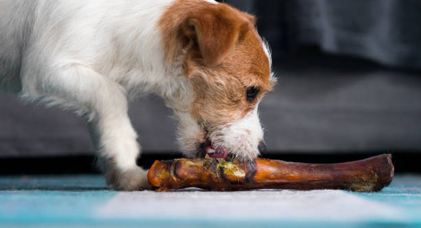 istock The puppy eats a bone. Dog Jack Russell Terrier. 1205534879