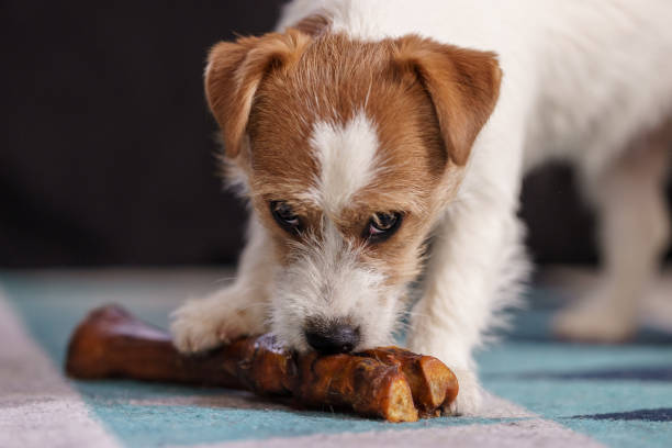 istock The puppy eats a bone. Dog Jack Russell Terrier. 1205534888