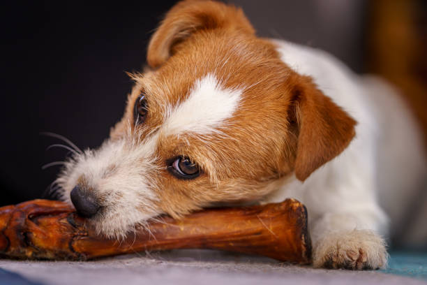 istock The puppy eats a bone. Dog Jack Russell Terrier. 1205535316