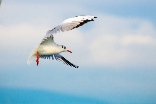 Blue Red Gull Ride Red Billed Gull Photos Stock Photos, Pictures & Royalty-Free Images ...