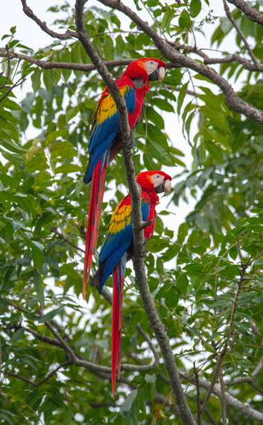 istock A couple of scarlet macaws 1205536405
