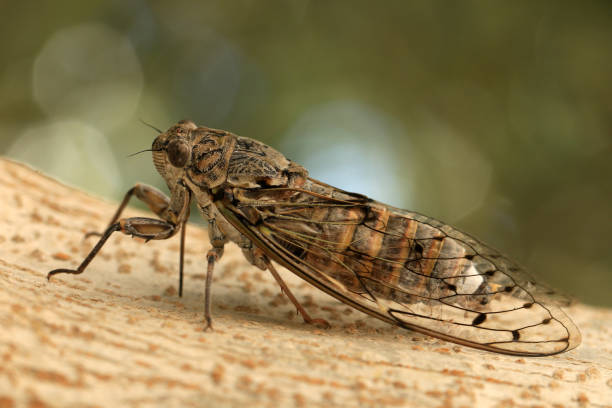 istock Close up of a cicada 1205536412