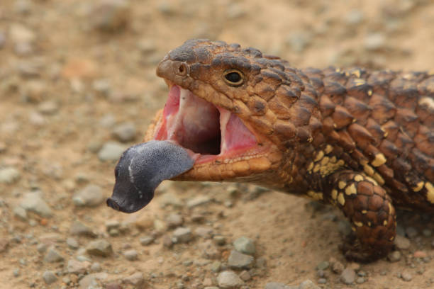 blue tongue skink angry skink showing its blue tongue to impress and defend tiliqua scincoides stock pictures, royalty-free photos & images