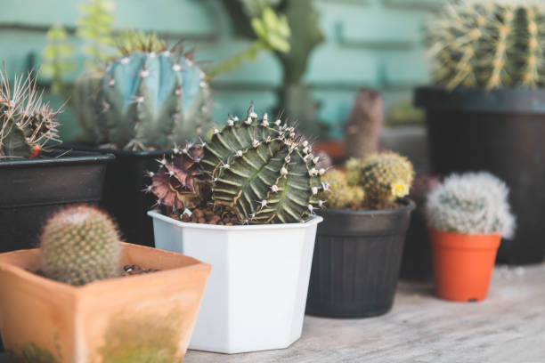istock Home garden cactus plant design. 1205538281