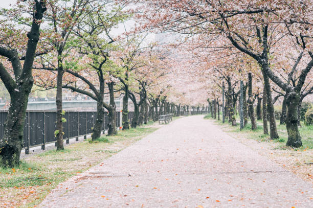 walking path under the beautiful sakura tree or cherry tree tunnel in tokyo, japan - japanese culture landscape landscaped ornamental garden imagens e fotografias de stock