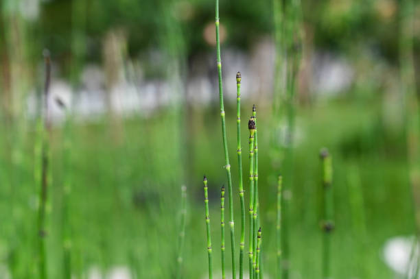 Equisetum hyemale in the park. abstract, background, bamboo, beautiful, color, culture, equisetum, forest, freshness, garden, grass, green, growth, horsetail, hyemale, leaf, light, natural, nature, oriental, outdoor, plant, rough, rush, scouring, spring, summer, tree, tropical, vibrant horsetail bamboo stock pictures, royalty-free photos & images
