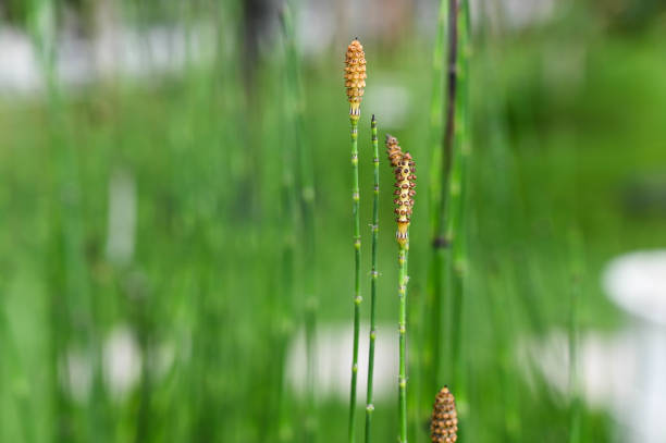 Equisetum hyemale in the park. abstract, background, bamboo, beautiful, color, culture, equisetum, forest, freshness, garden, grass, green, growth, horsetail, hyemale, leaf, light, natural, nature, oriental, outdoor, plant, rough, rush, scouring, spring, summer, tree, tropical, vibrant horsetail bamboo stock pictures, royalty-free photos & images
