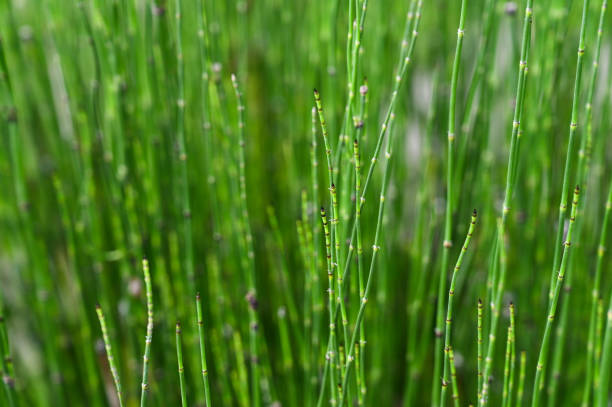 Equisetum hyemale in the park. abstract, background, bamboo, beautiful, color, culture, equisetum, forest, freshness, garden, grass, green, growth, horsetail, hyemale, leaf, light, natural, nature, oriental, outdoor, plant, rough, rush, scouring, spring, summer, tree, tropical, vibrant horsetail bamboo stock pictures, royalty-free photos & images