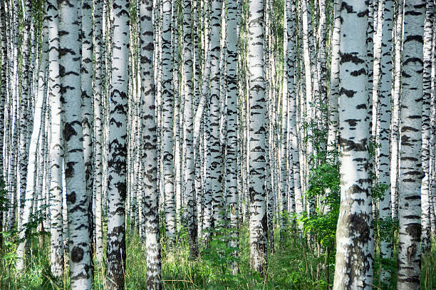istock Birchwood in sunny day 120553973