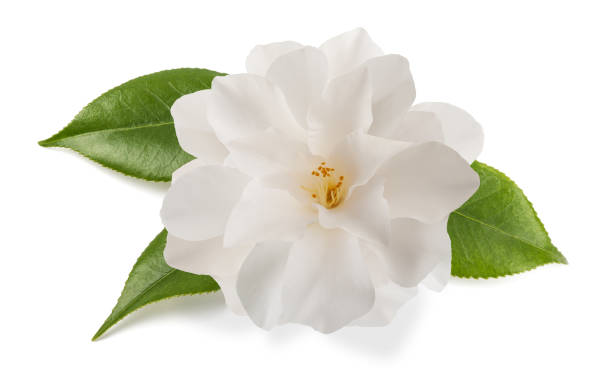 camellia flower isolated camellia flower with leaves  isolated on white camellia stock pictures, royalty-free photos & images