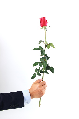Man hand holding a red rose, isolated on white background