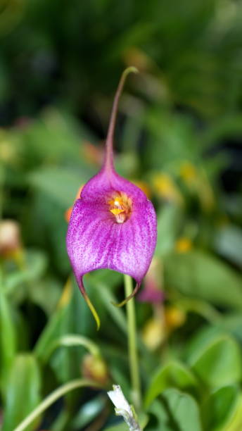 petite orchidée pourpre - 11160 photos et images de collection