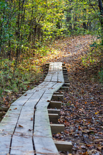 istock Boardwalk on trail in fall woods leading from shadow to sunlight 1205542588