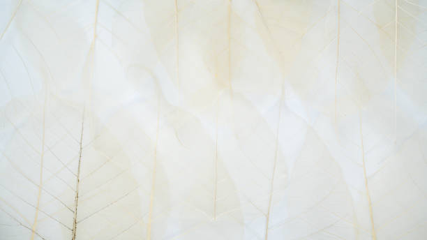 Close up of Fiber structure of dry leaves texture background. Cell patterns of Skeletons leaves, foliage branches, Leaf veins abstract of Autumn background for creative banner design or greeting card primer plano de la estructura de fibra de hojas secas de fondo de textura. patrones celulares de hojas de esqueletos, ramas de follaje, venas de hoja abstracta de fondo de otoño para el diseño creativo de banners o tarjeta de felicitación