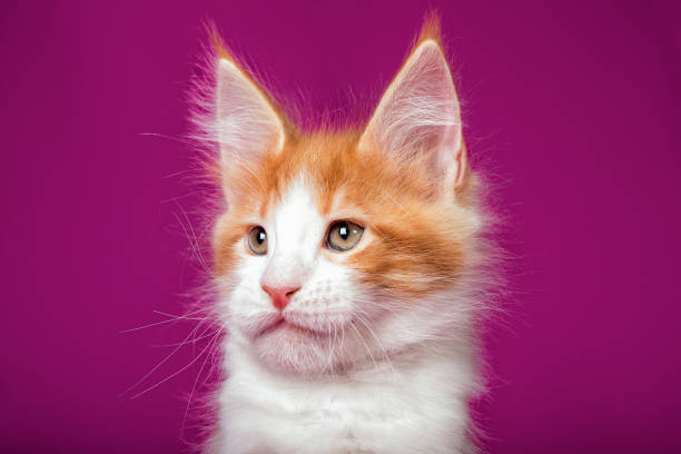 istock Maine coon kitten on lilac background. 1205544493
