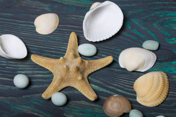 istock Starfish, pebbles and many different seashells. On brushed pine boards painted black and green. 1205545879