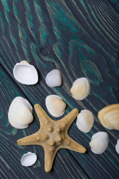 istock Starfish and many different seashells. On brushed pine boards painted black and green. 1205545885