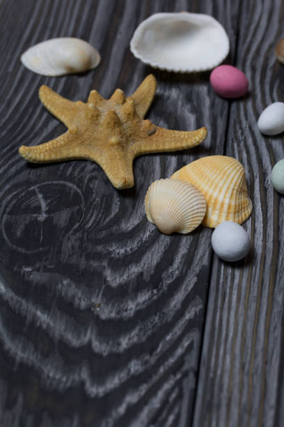 istock Starfish, pebbles and many different seashells. On brushed pine boards painted in black and white. 1205545941