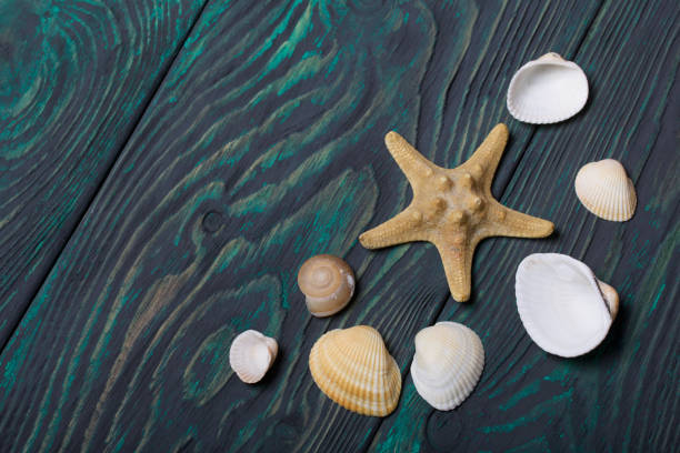 istock Starfish and many different seashells. On brushed pine boards painted black and green. 1205545943
