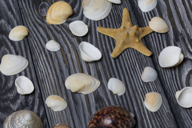 istock Starfish and many different seashells. On brushed pine boards painted in black and white. 1205545969