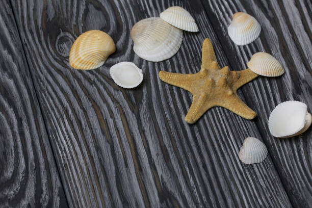 istock Starfish and many different seashells. On brushed pine boards painted in black and white. 1205545975