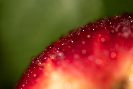 Juicy red ripe apple skin with water drops on macro with selective focus
