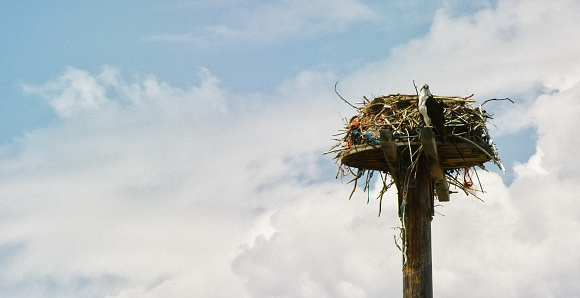 An Osprey Sits at the Top of a Tall Wooden Pole Next to Its Nest Made of Large Sticks and Bramble on a Partly Cloudy Day