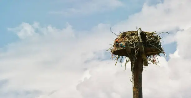 Photo of An Osprey Sits at the Top of a Tall Wooden Pole Next to Its Nest Made of Large Sticks and Bramble on a Partly Cloudy Day