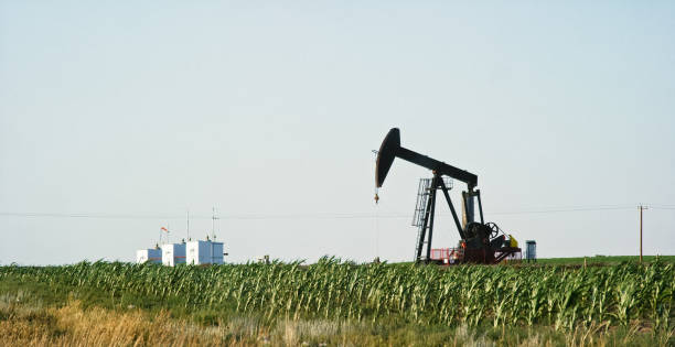 an oiljack pump pumps oil from under the ground in the middle of a corn field in alberta, canada underneath a clear, sunny sky - oil pump oil industry alberta equipment imagens e fotografias de stock