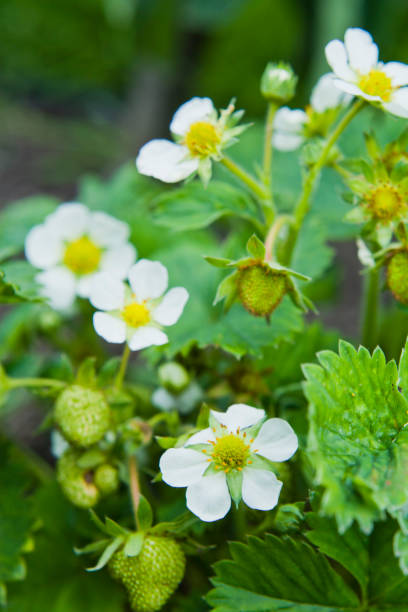 istock Strawberry plant with blooming flowers. 1205549146