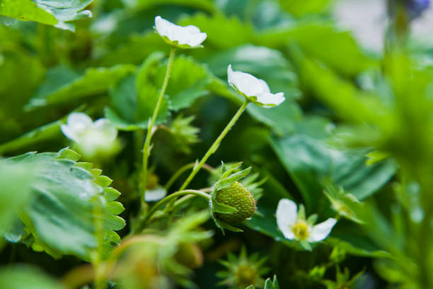 Strawberry plant with blooming flowers in the vegetable and soft fruit garden .
