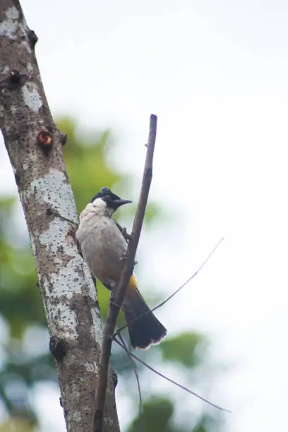 Sooty-Headed Bulbul Bird also knows as Kutilang Bird in Indonesia.