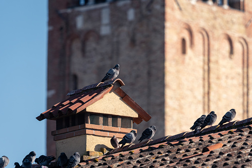 A group of pigeons sitting on the roof of a church