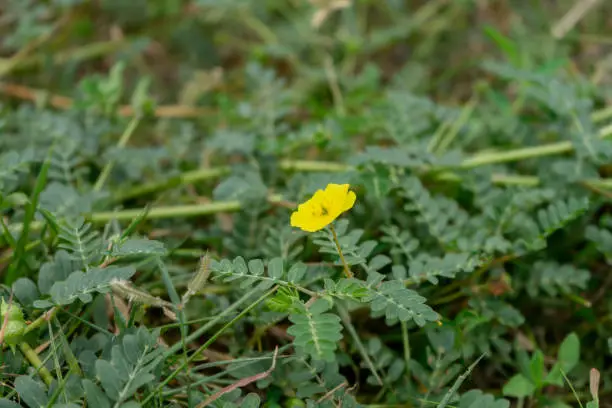 Photo of The yellow flower of devil's thorn