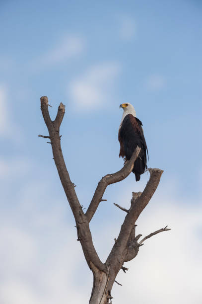 istock African Fish Eagle perched on a barren tree at Masai Mara, Kenya, Africa 1205552409